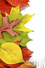 Image showing Frame of Autumn Leafs