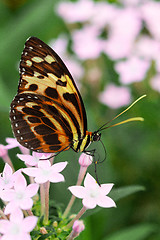 Image showing Underside wings view of Harmonia tiger poison butterfly