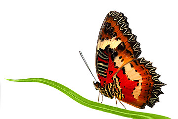 Image showing Side view of Leopard Lacewing butterfly sitting on grass leaf