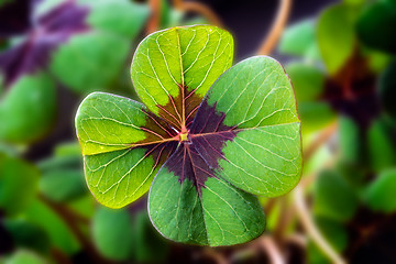 Image showing Detail Image of lucky clover