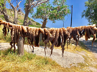 Image showing octopus drying in the sun