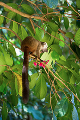 Image showing white-headed lemur (Eulemur albifrons), Madagascar