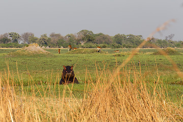 Image showing Hippo Hippopotamus, Okavango delta, Botswana Africa