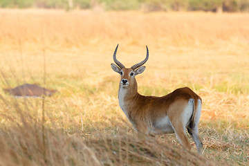 Image showing southern lechwe in Okavango, Botswana, Africa