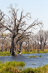 Image showing Moremi game reserve, Okavango delta, Botswana Africa