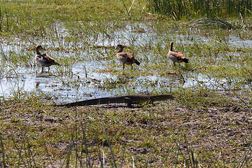 Image showing Monitor Lizard and bird whistling duck, Botswana, Africa