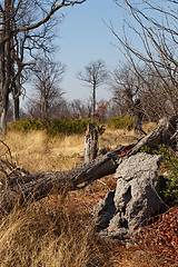 Image showing Moremi game reserve, Okavango delta, Africa Botswana