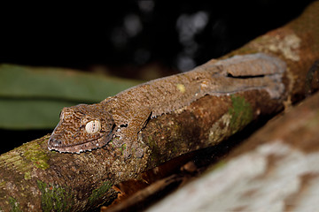 Image showing leaf-tailed gecko, Uroplatus fimbriatus, madagascar