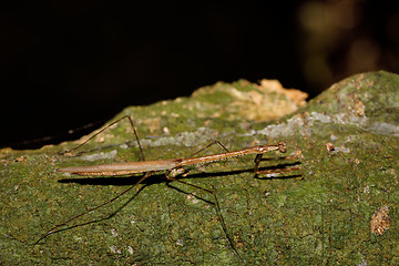 Image showing praying mantis on leaf, Madagascar