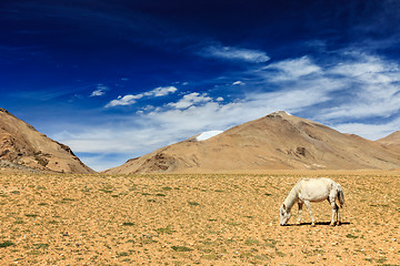 Image showing Horse grazing in Himalayas. Ladakh, India