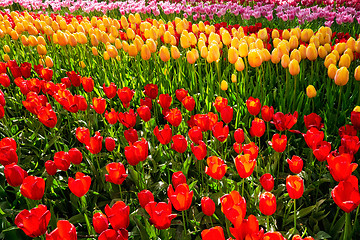 Image showing Blooming tulips flowerbed in Keukenhof flower garden, Netherland