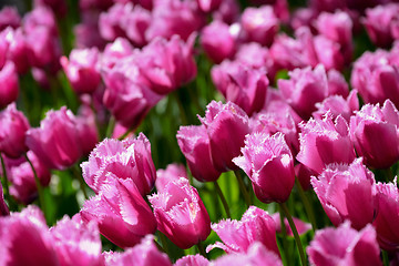 Image showing Blooming tulips flowerbed in Keukenhof flower garden, Netherland