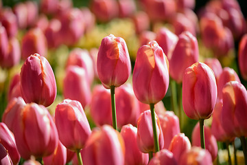 Image showing Blooming tulips flowerbed in Keukenhof flower garden, Netherland