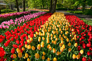 Image showing Blooming tulips flowerbed in Keukenhof flower garden, Netherland