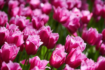 Image showing Blooming tulips flowerbed in Keukenhof flower garden, Netherland