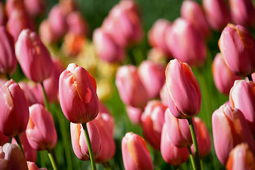 Image showing Blooming tulips flowerbed in Keukenhof flower garden, Netherland