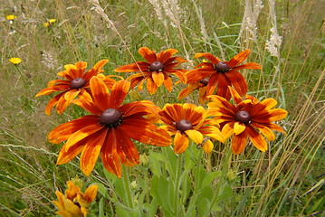 Image showing flowers in my garden