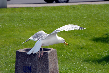 Image showing gull