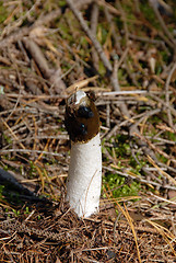 Image showing mushroom and fly in forest