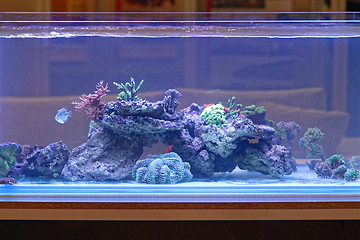 Image showing Aquarium Reef