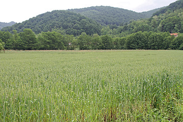 Image showing Green Wheat Field