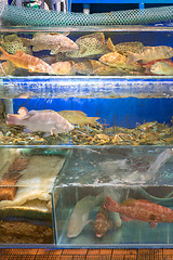 Image showing Crabs and Fish