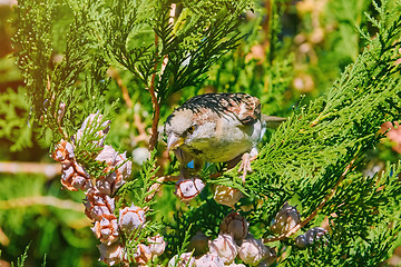 Image showing Sparrow on a Thuja