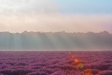Image showing Lavender Field in the Morning