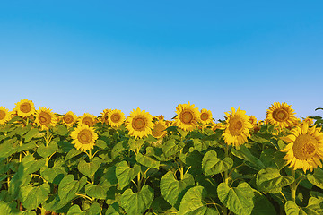 Image showing Field of Sunflowers