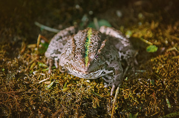 Image showing The Pool Frog