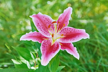 Image showing Lily Flower over Green