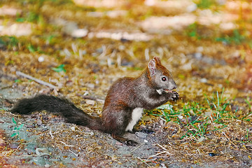 Image showing Squirrel on the Ground 