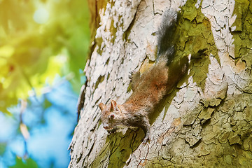 Image showing Squirrel on Tree