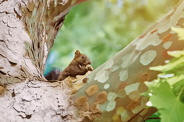 Image showing Squirrel on Tree