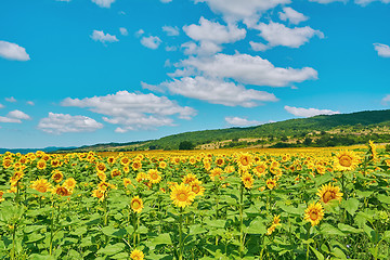 Image showing Field of Sunflowers