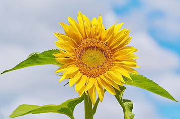 Image showing Blooming Sunflower