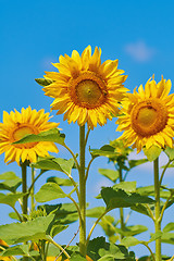 Image showing Sunflowers against the Sky