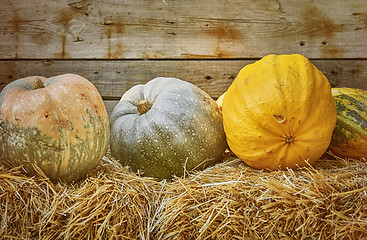 Image showing Pumpkins on a Hay