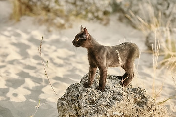 Image showing Little Black Kitten