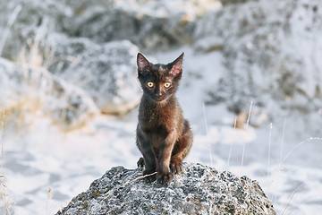 Image showing Little Black Kitten