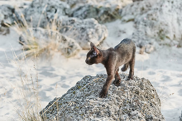 Image showing Little Black Kitten