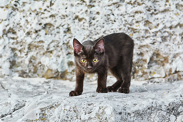 Image showing Little Black Kitten