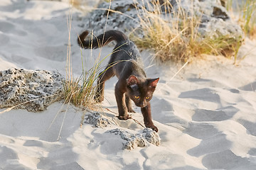 Image showing Little Black Kitten