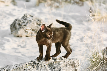 Image showing Little Black Kitten