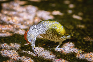 Image showing European Green Woodpecker