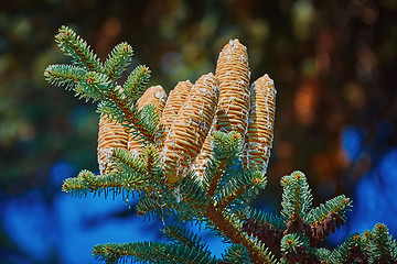 Image showing Immature Cones of Manchurian Fir