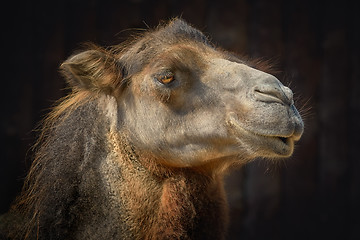 Image showing Portrait of Camel