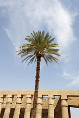 Image showing Palm tree against the blue sky and ancient ruins in Egypt