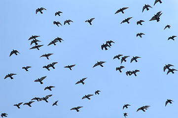 Image showing Pigeon flying against clear blue sky