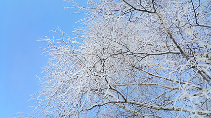 Image showing Beautiful branches of trees covered with snow